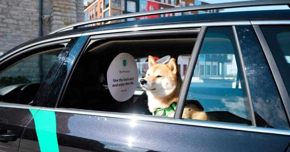 Bolt taxi service in Rotterdam now allows pets on board