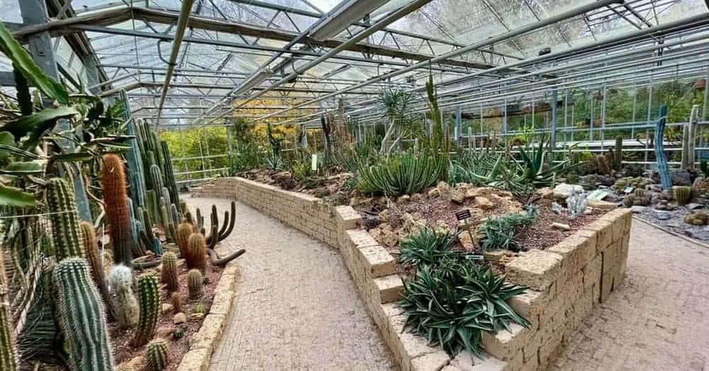 Trompenburg Gardens to host Cactus Festival on 26 &amp; 27 March