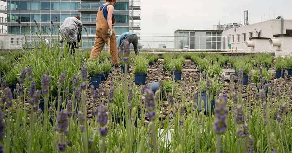 Bijenkorf Rotterdam opens temporary Lavender Garden on roof