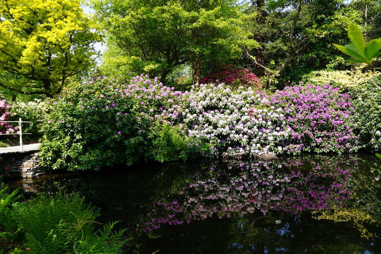 Flowering season in Trompenburg Gardens & Arboretum