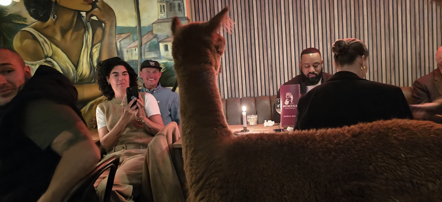 Yes, that's an alpaca...