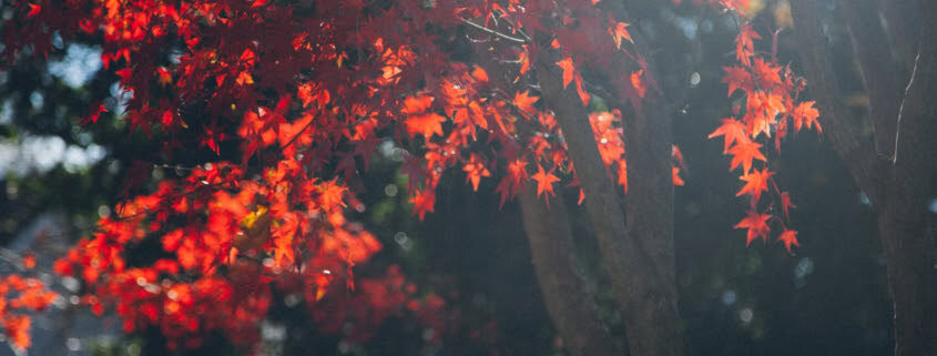 Herfstsymfonie: Guided Autumn Walk 