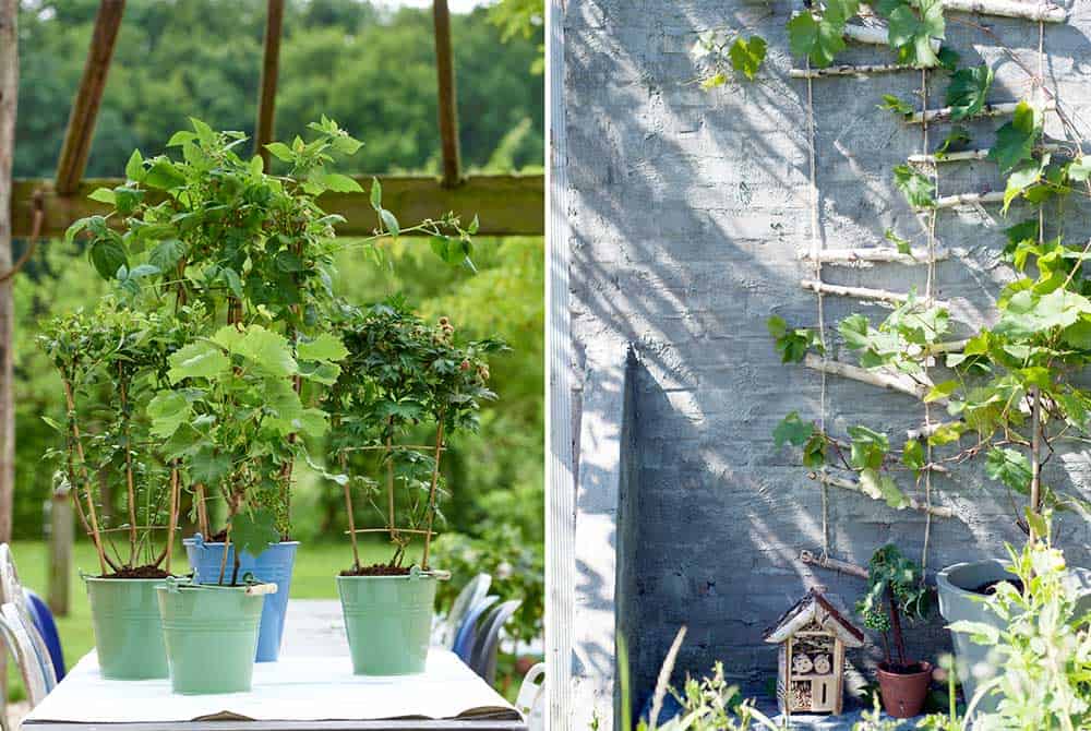 Vertical gardening tip: climbing fruit