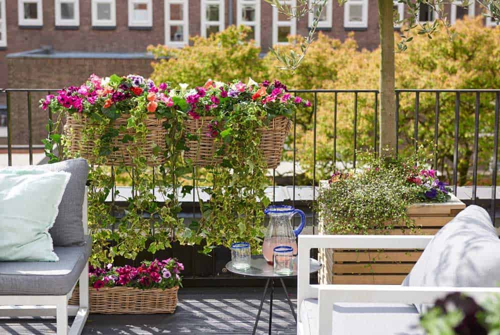 Vertical gardening tip: petunia balcony