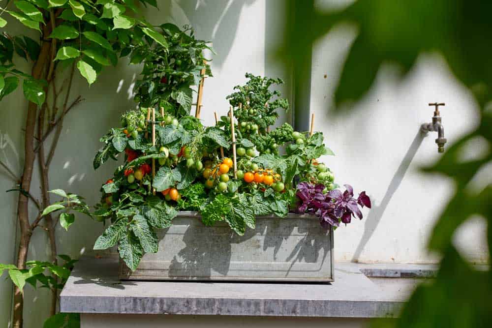 Vertical gardening tip: tomatoes