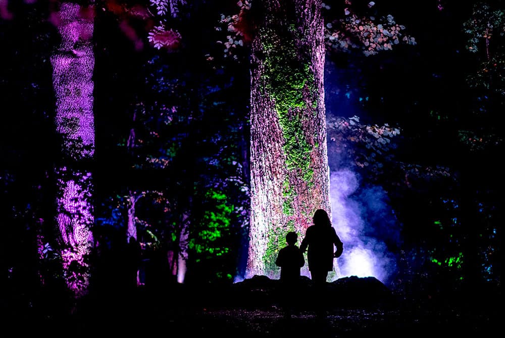 Magical forest light show De Grote Schijn in Rotterdam
