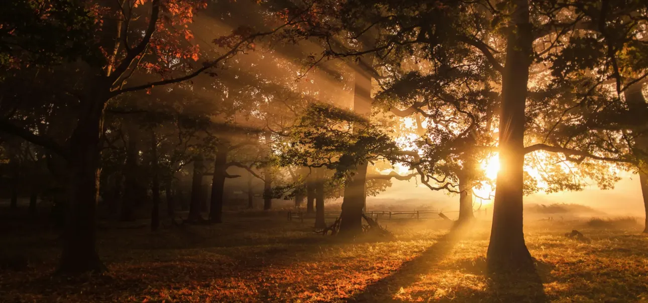 Dvořák’s cello concerto